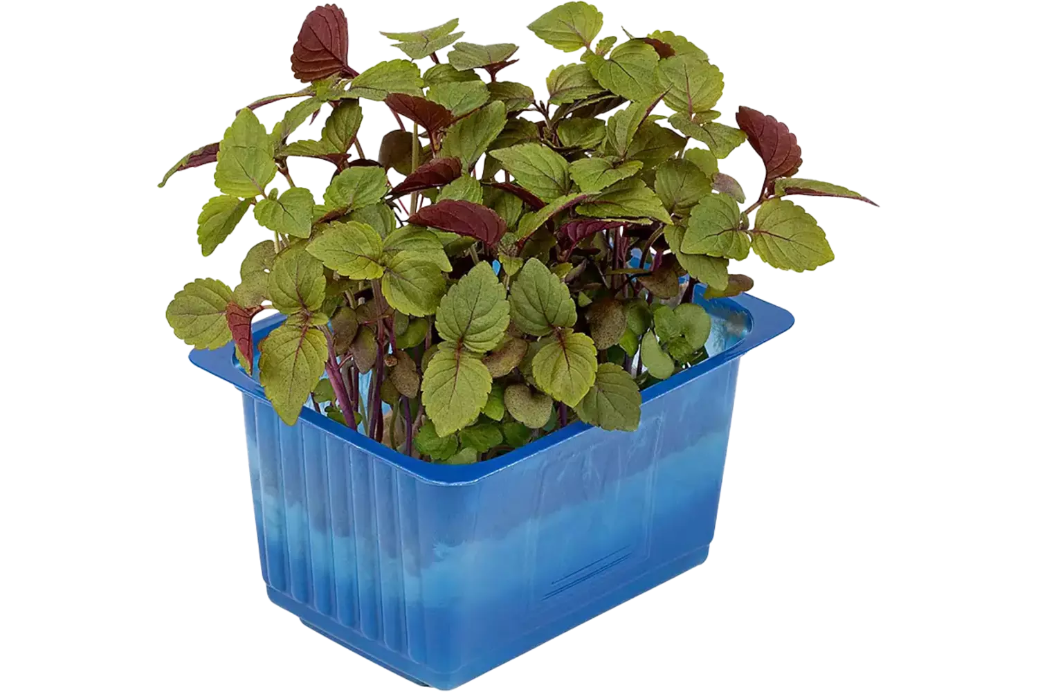 Shiso bicolor duo topseal stuk 1